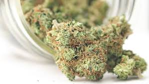 Medyczna marihuana i inne kannabinoidy w lecznictwie – nadzieja czy zagrożenie?