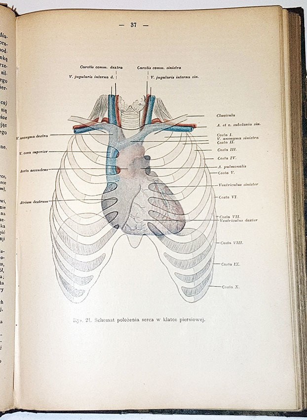 Człowiek w sercu medycyny – anatomia człowieka