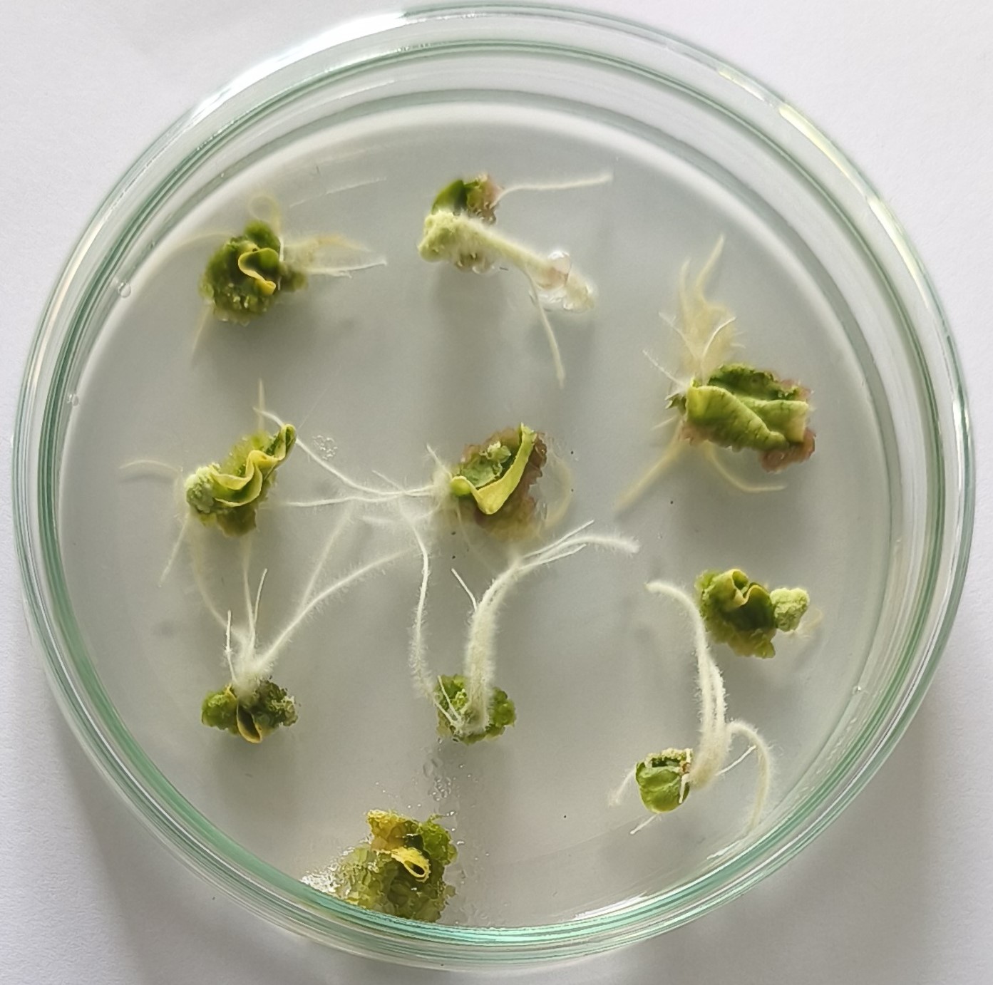 Roślinne kultury in vitro