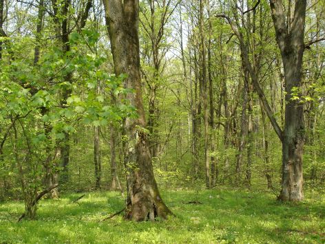 Rozpoznawanie drewna gatunków drzew leśnych