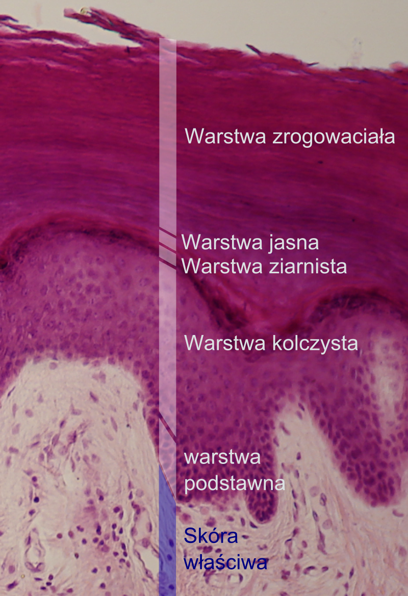 Skóra - nasz własny płaszcz