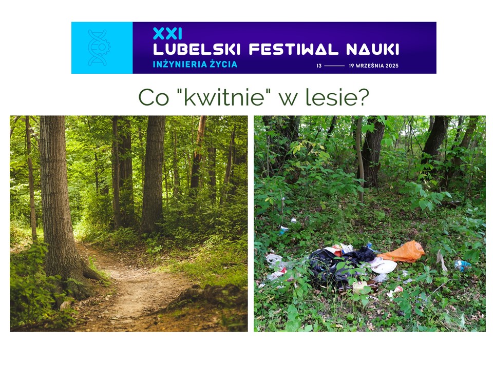 Co "kwitnie" w lesie?