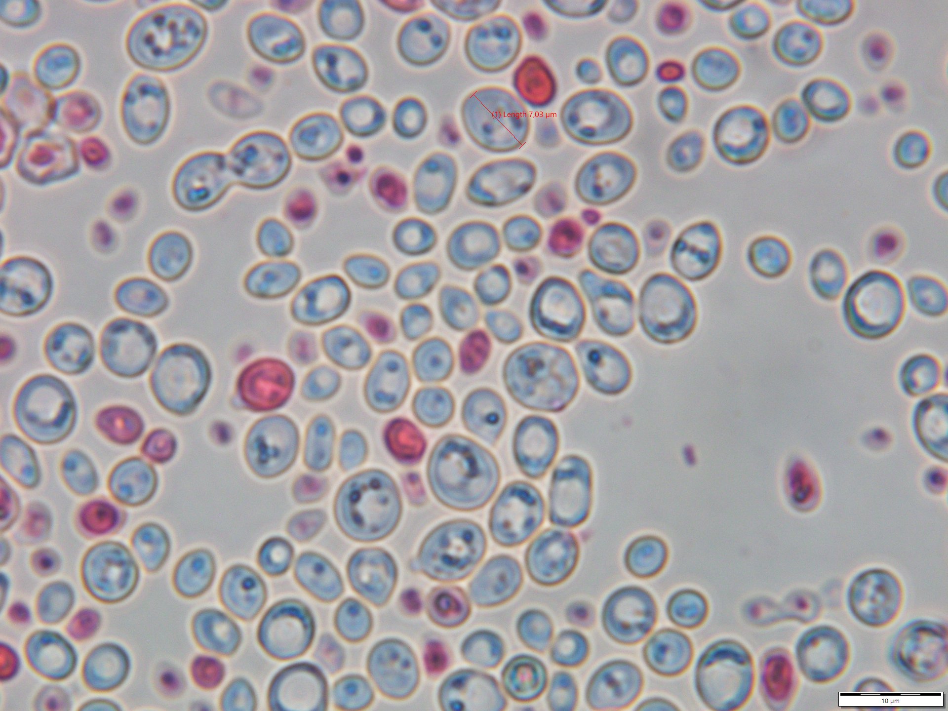 Drożdże piekarnicze Saccharomyces cerevisiae jako organizm modelowy w badaniach naukowych