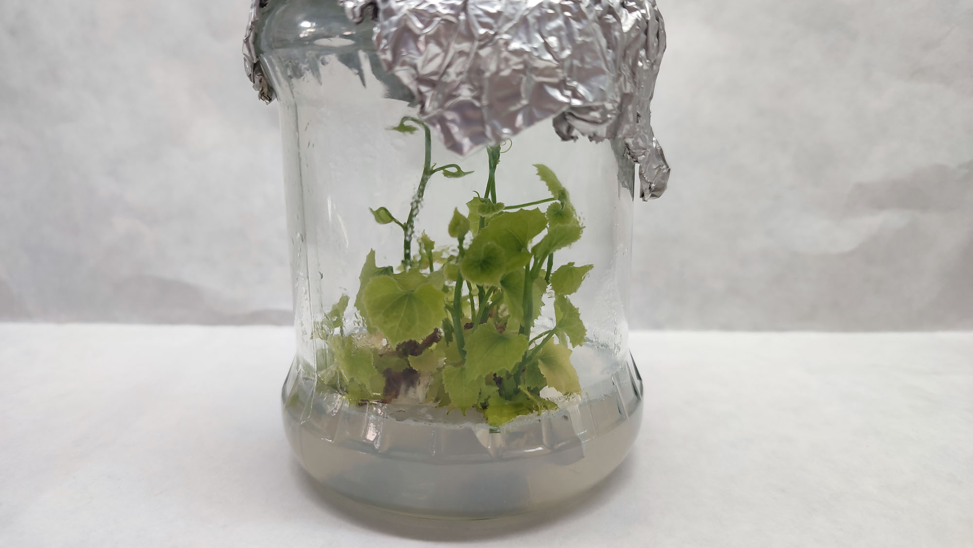 Rośliny w hodowlach in vitro