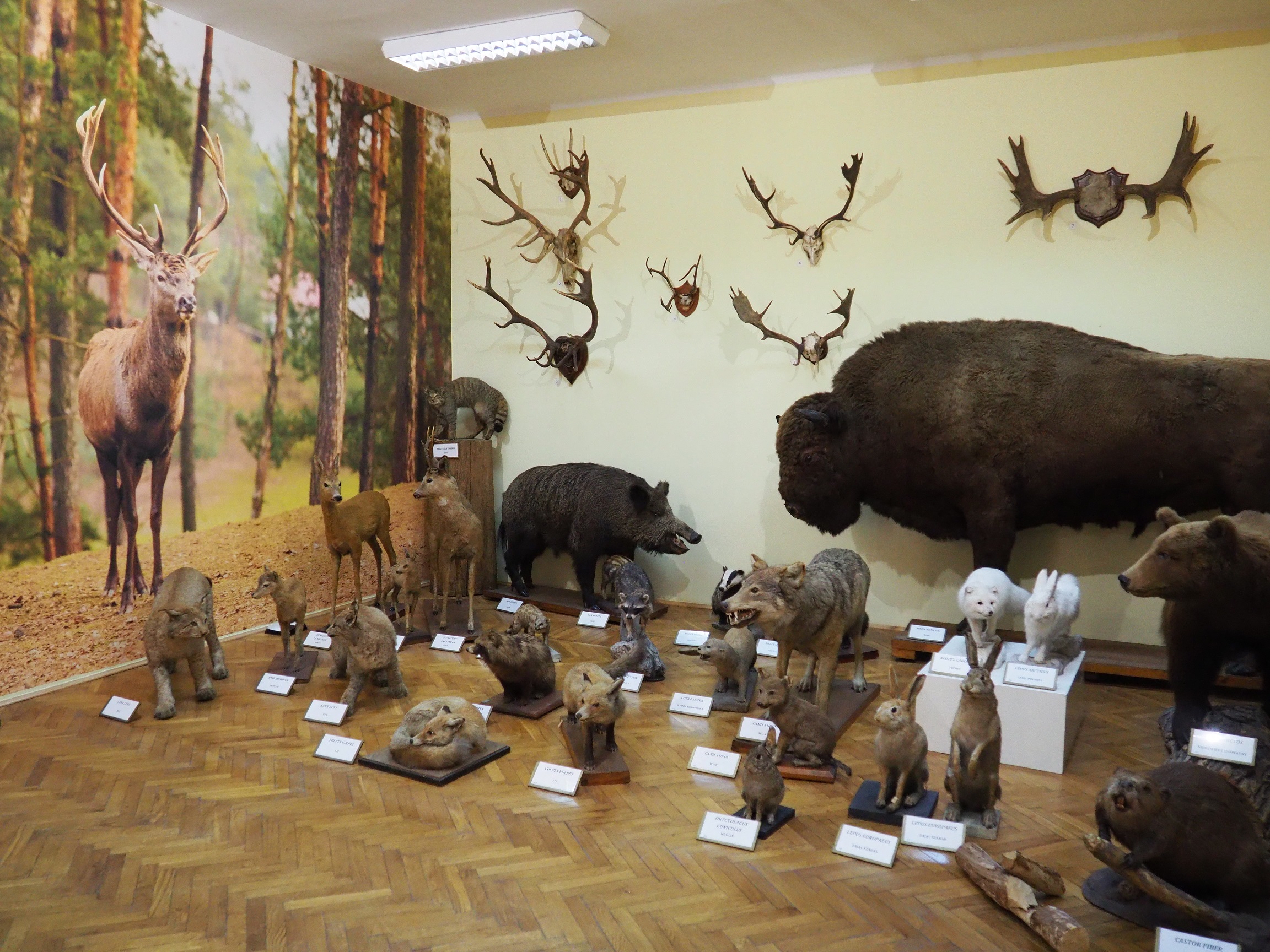 Różnorodność świata zwierząt w Muzeum Zoologicznym