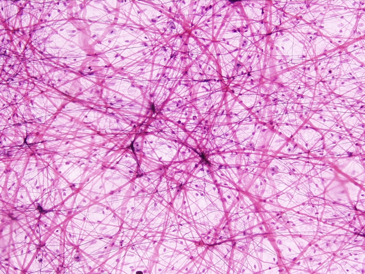 Histologiczna różnorodność tkanek zwierzęcych