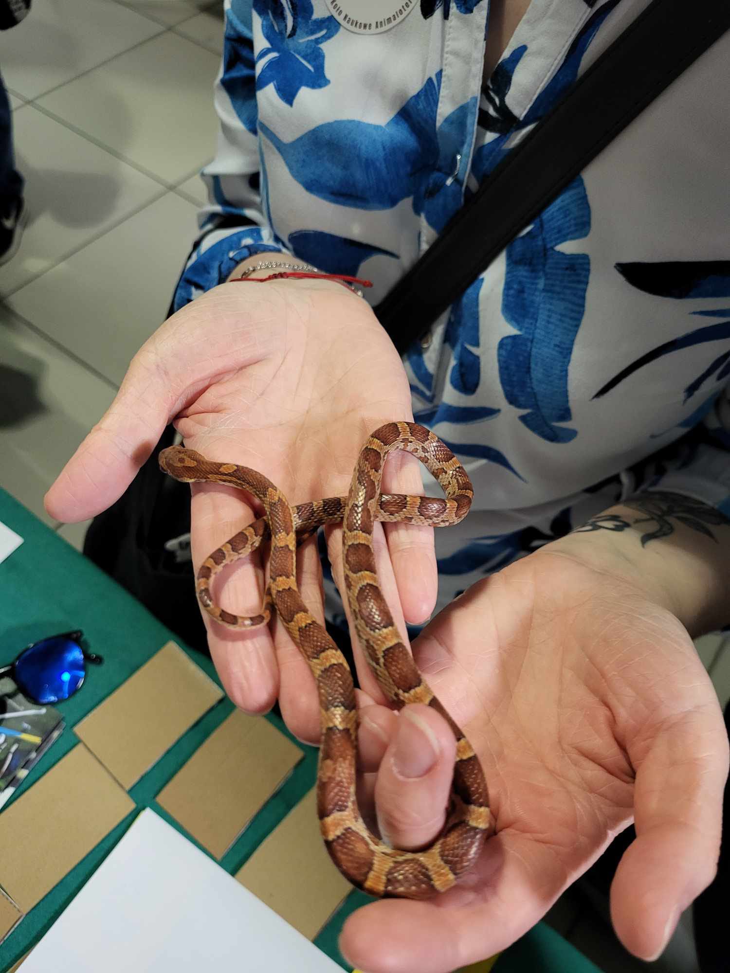 Zwierzęta egzotyczne w domu – odpowiedzialna opieka nad wężem