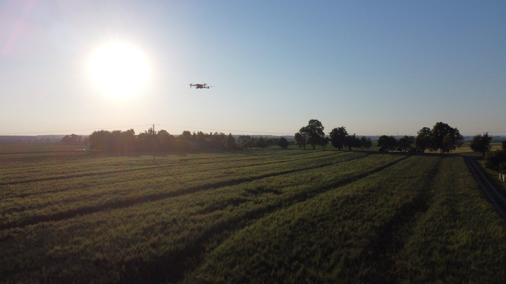 ”Król” wśród ptaków - dron.  Czy jest pod ochroną ?