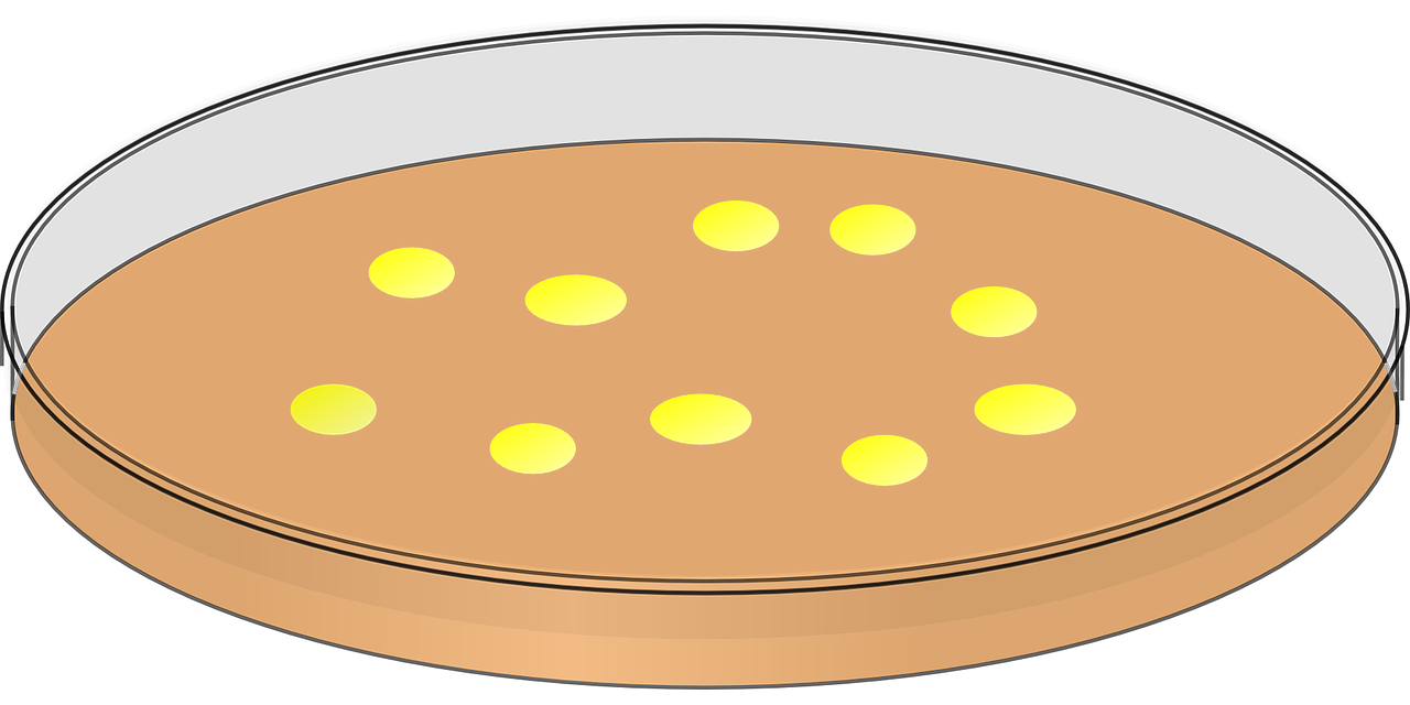 Hodowle in vitro- medycyna przyszłości