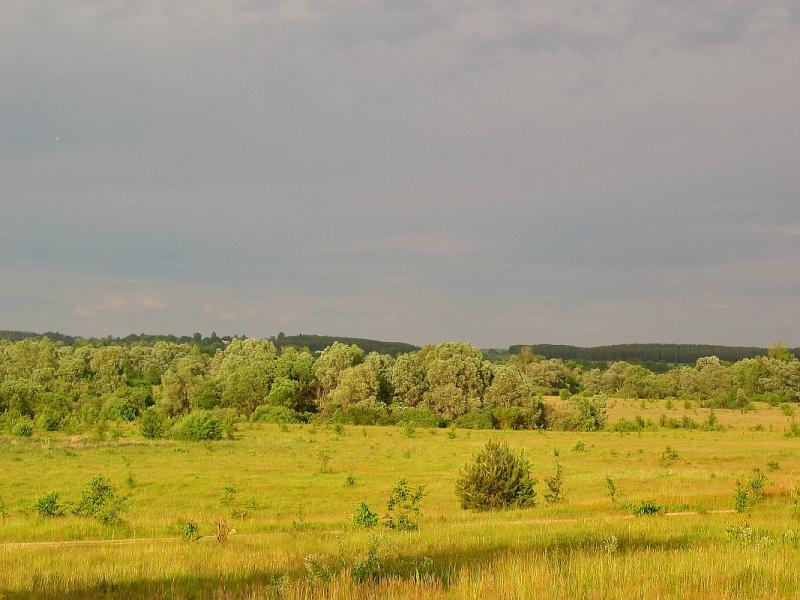 Rola zadrzewień śródpolnych