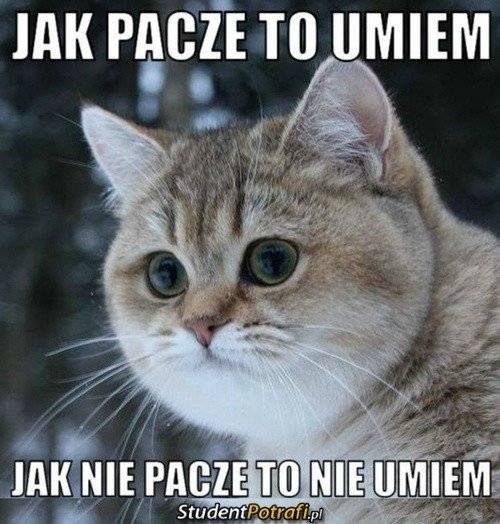 Społeczeństwo w memach – socjologia na wesoło