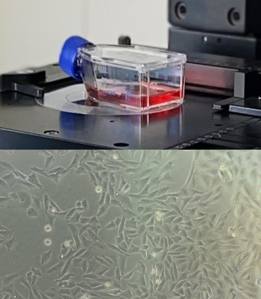 Zastosowanie hodowli komórkowych jako metody alternatywnej dla testów na zwierzętach.
