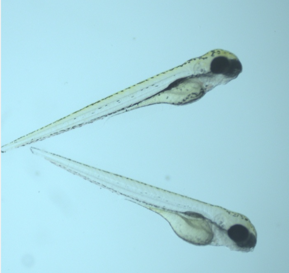 Mali bohaterowie wielkiej nauki - Zebrafish w poszukiwaniu nowych leków