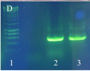 Jak się bada DNA? – warsztaty z elektroforezy