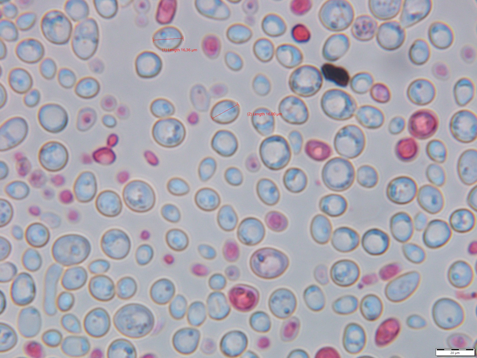 Drożdże piekarnicze Saccharomyces cerevisiae jako organizm modelowy w badaniach naukowych