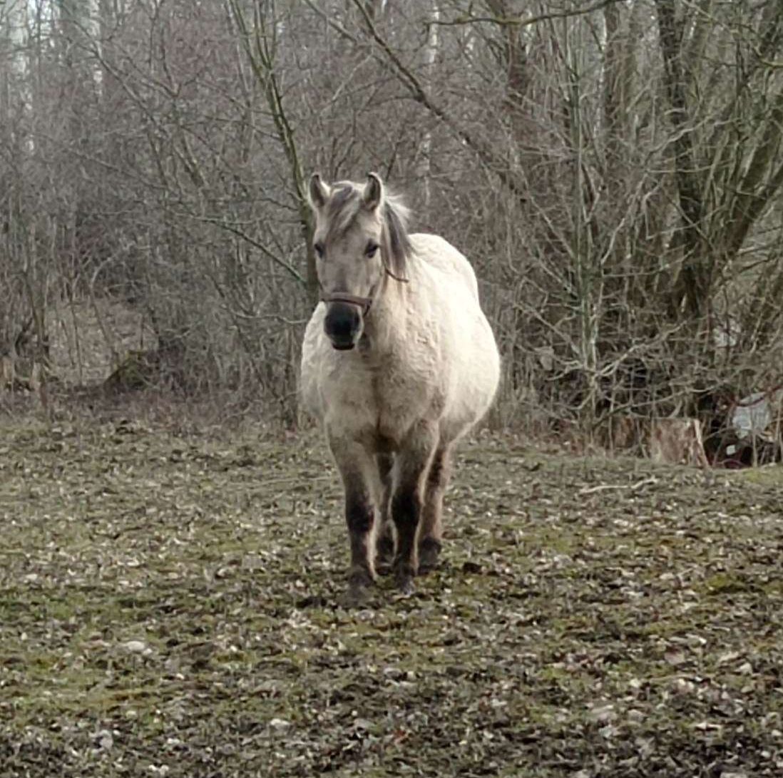 Koń Przewalskiego - powrót z granicy wymarcia