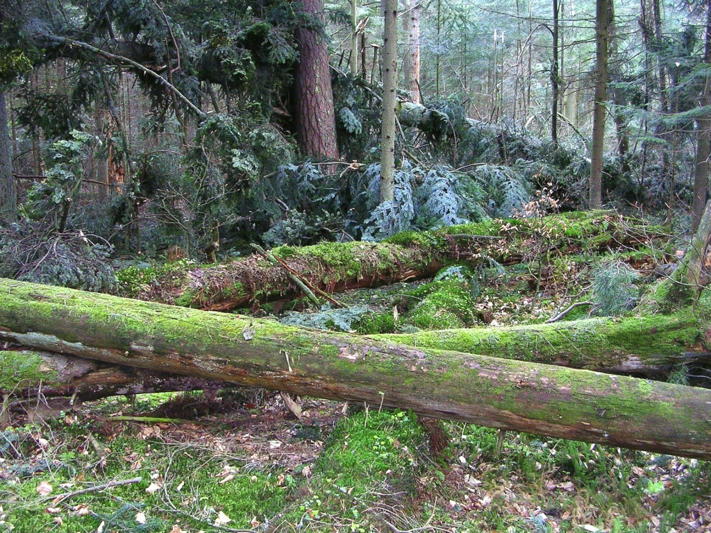 Ciekawostki z życia lasów naturalnych Roztoczańskiego Parku Narodowego