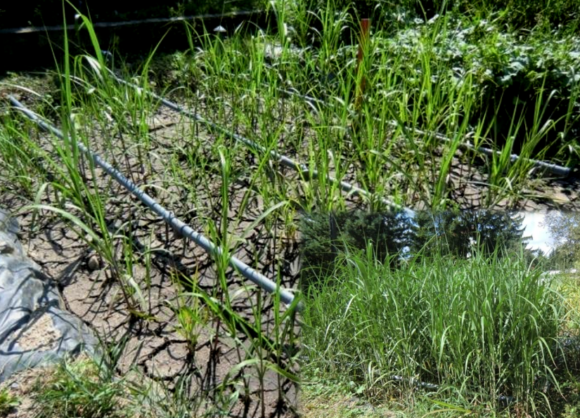 Biologiczna utylizacja: złoża hydrofitowe w procesie odwadniania i stabilizacji osadów ściekowych