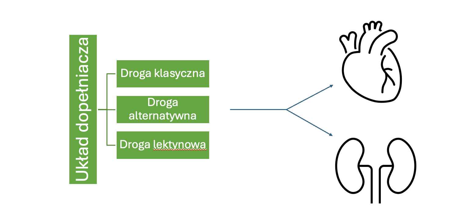 Układ dopełniacza – co to jest i dlaczego może uszkadzać nerki?