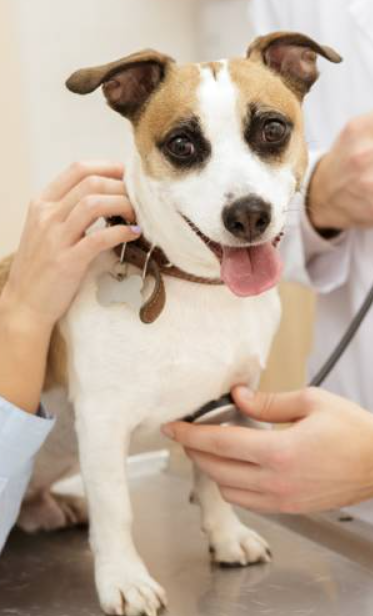 A Pet Comes to the Vet