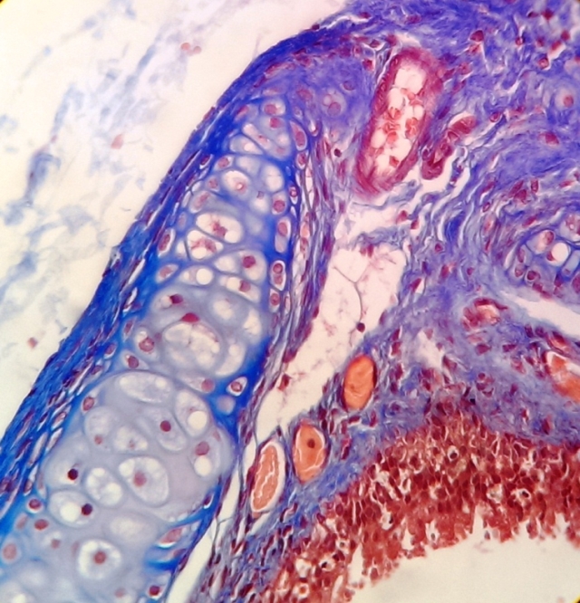 Od preparatu do diagnozy – warsztaty histologiczne