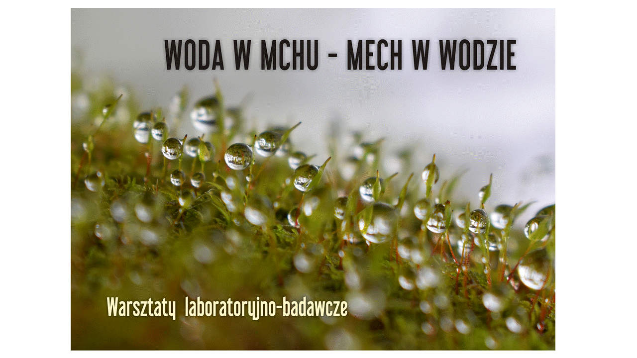 Woda w mchu – mech w wodzie